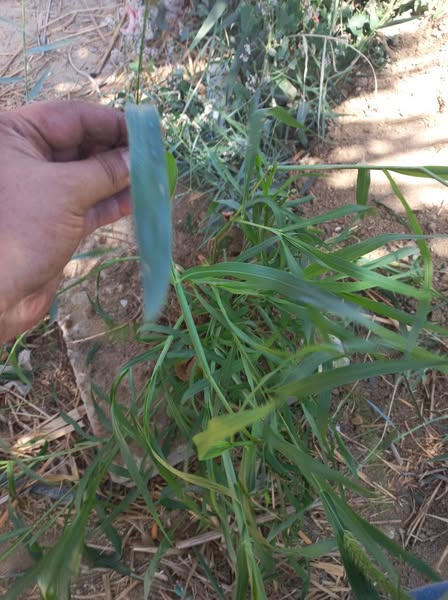 عايز مبيد حشايش للوبيا نجيل وشبيط